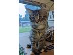 Adopt Bass a Domestic Short Hair