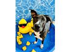 Adopt Deputy Dawg a Mixed Breed