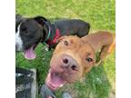 Adopt Jarvis a Mixed Breed