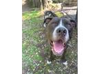 Adopt Marc a Mixed Breed