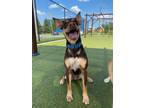 Adopt CC a Australian Shepherd, Catahoula Leopard Dog