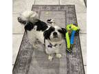 Adopt Franky a Shih Tzu, Mixed Breed