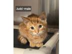 Adopt Judd a Domestic Short Hair