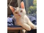Adopt Mascarpone a Domestic Short Hair