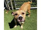 Adopt Bouncy Ball a Pit Bull Terrier, Mixed Breed