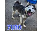 Adopt Yuno a Husky