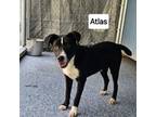 Adopt Atlas a Black Labrador Retriever, Mixed Breed