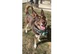 Adopt Hank a German Shepherd Dog, Husky