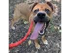 Adopt Charlie a Boxer