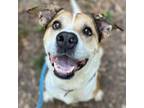 Adopt Lone Ranger a Boxer, Pit Bull Terrier