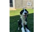 Adopt Dunkin a Terrier