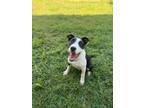 Adopt Snoop a Terrier