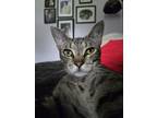 Adopt Canyon a Tabby, Domestic Short Hair