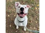 Adopt Broly a Mixed Breed