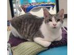 Adopt Ollie a Domestic Short Hair