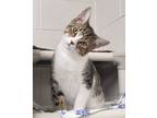 Adopt Leo a Domestic Short Hair