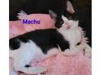 Adopt Machu a Domestic Short Hair