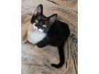 Adopt Taj a Domestic Short Hair