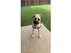 Adopt Maverick a Anatolian Shepherd, Labrador Retriever