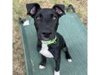 Adopt Sox a Black Labrador Retriever, Coonhound