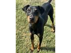 Adopt Montana a Doberman Pinscher, Mixed Breed