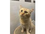 Adopt Cheeto Puff a Domestic Medium Hair, Domestic Short Hair