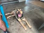 Adopt Petrie a Shepherd