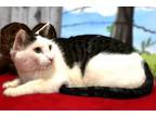 Adopt Clyde a Domestic Short Hair