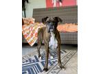 Adopt Tadd a Boxer