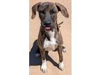 Adopt Reece`s a Mixed Breed
