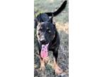 Adopt Loki a Mixed Breed