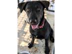 Adopt Inky a Mixed Breed