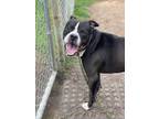 Adopt 2408-0038 Kofi a Pit Bull Terrier