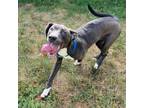 Adopt Ames a Great Dane, Mixed Breed