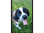 Adopt Gizmo a Saint Bernard