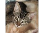 Adopt Beckham a Domestic Short Hair