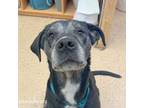 Adopt Hunter a Black Labrador Retriever