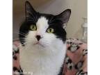 Adopt Skyler a Domestic Short Hair