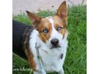 Adopt Koa a Cardigan Welsh Corgi, Border Collie