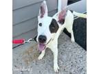 Adopt Kite a Pit Bull Terrier