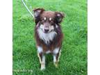 Adopt Bourbon a Australian Shepherd