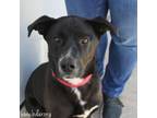 Adopt Toby a Border Collie, Mixed Breed