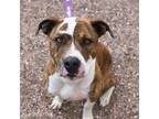 Adopt Dutch a Pit Bull Terrier, Boxer