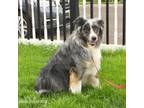 Adopt Trip a Australian Shepherd