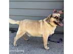 Adopt Conner a Pug, Beagle