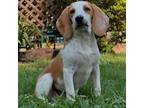 Adopt Tate a Beagle