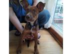 Adopt Doby a Miniature Pinscher, Mixed Breed