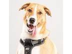 Adopt Duke a Labrador Retriever, Border Collie