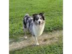 Adopt Buddy a Australian Shepherd