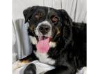Adopt Duke a Australian Shepherd